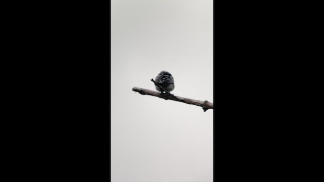 Pacific Antwren - ML633170029