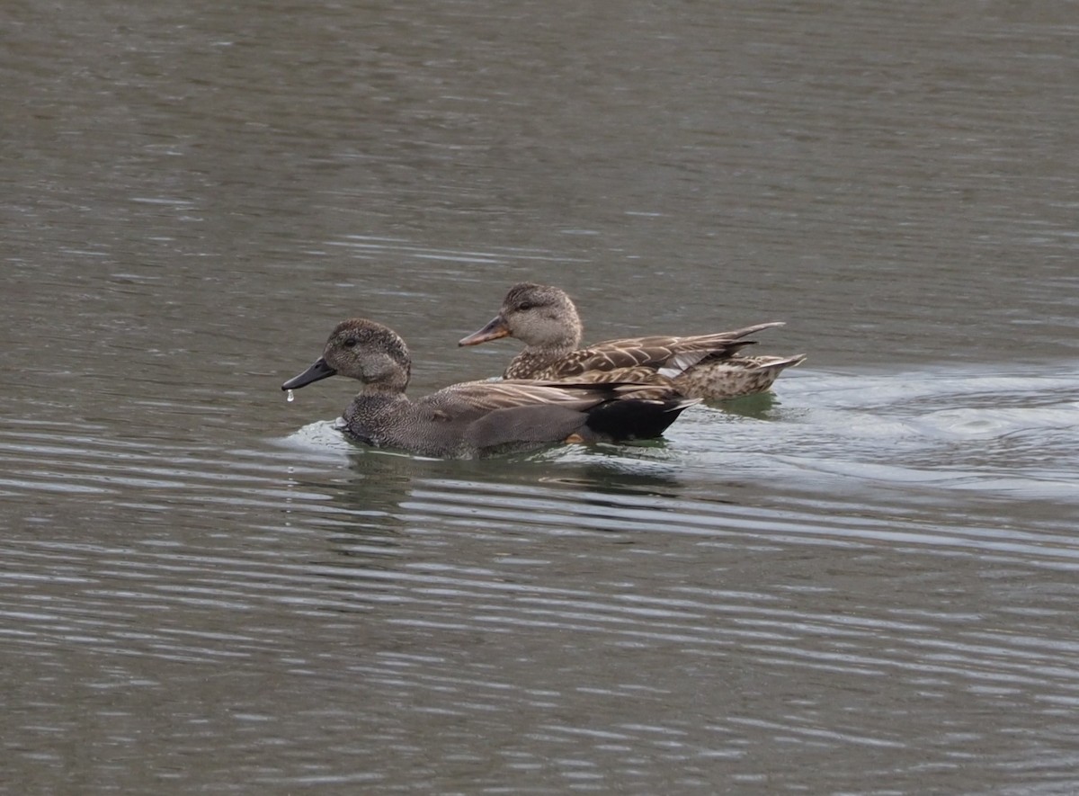 Бор нугас - ML633170110