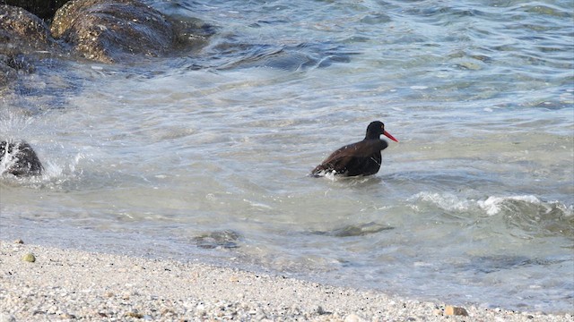 Black Oystercatcher - ML633170127
