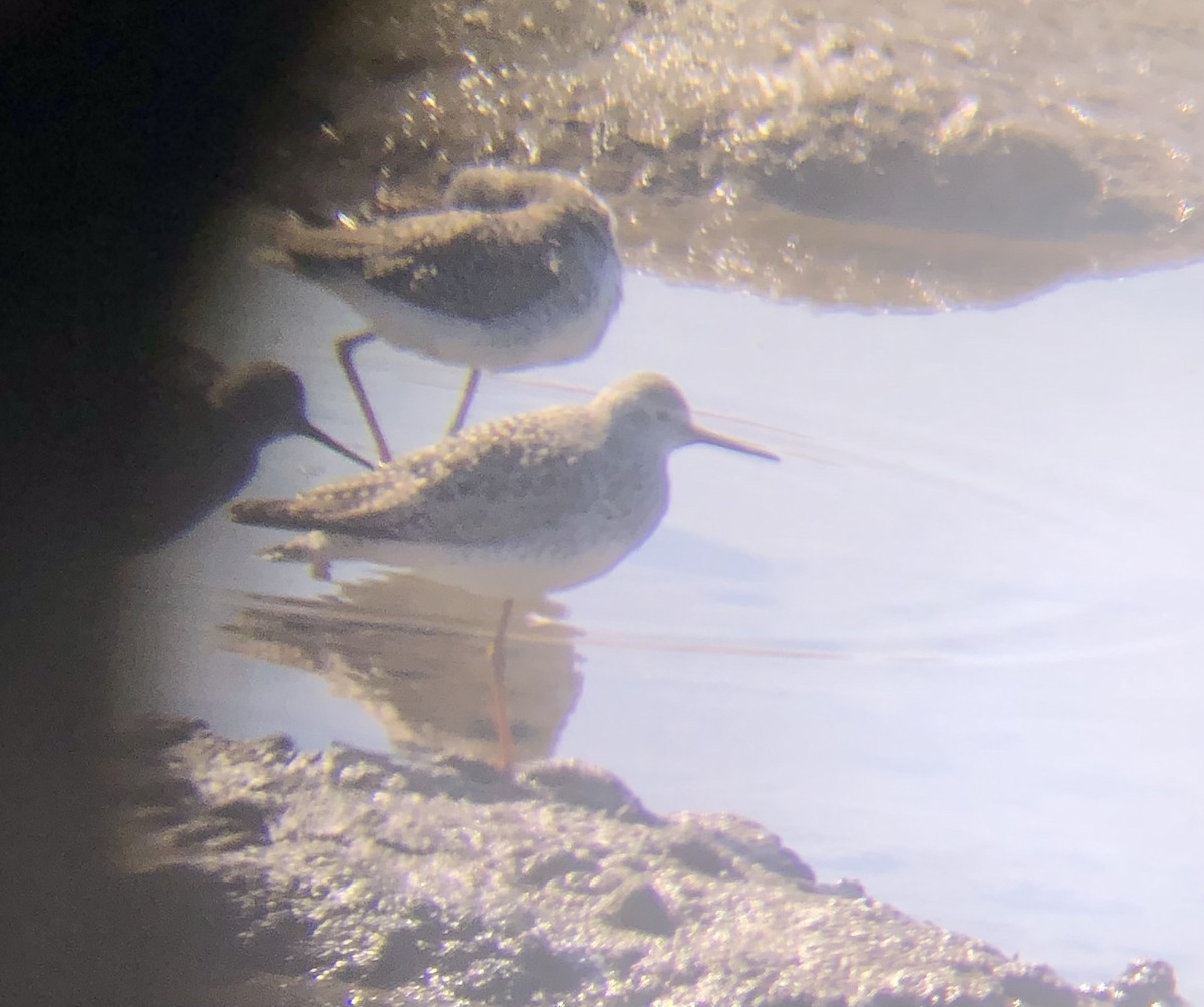 Lesser Yellowlegs - ML633170150