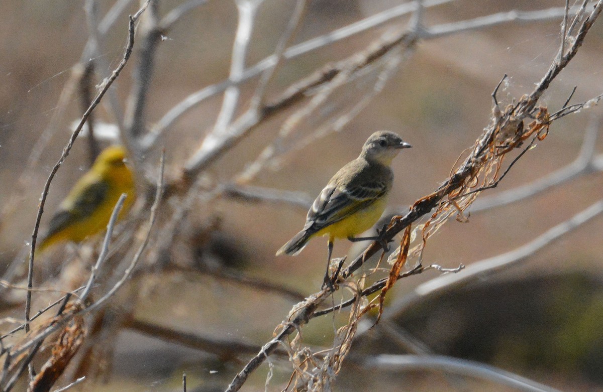 Yellow Chat - ML633170151