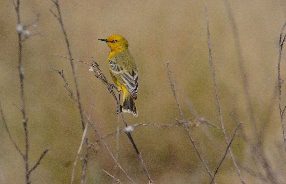 Yellow Chat - ML633170152