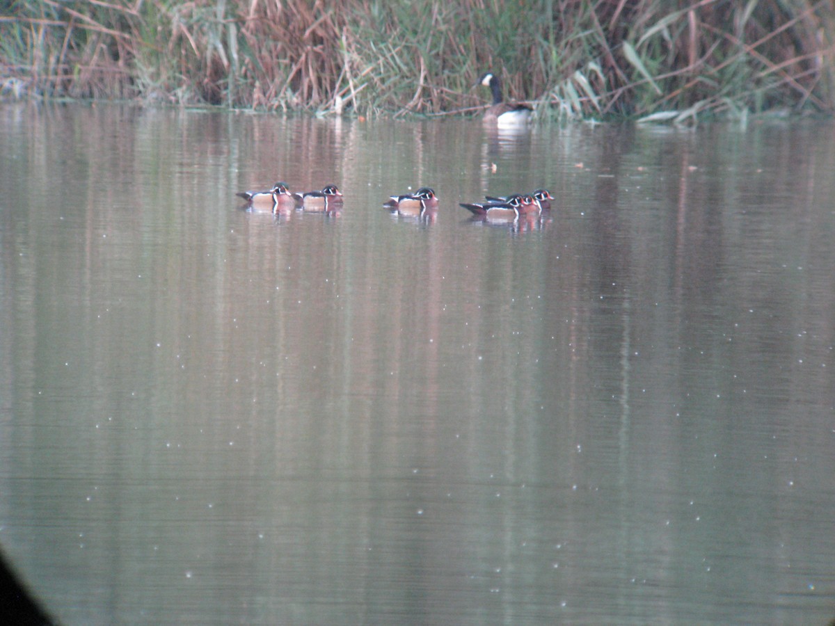 Wood Duck - ML633170169