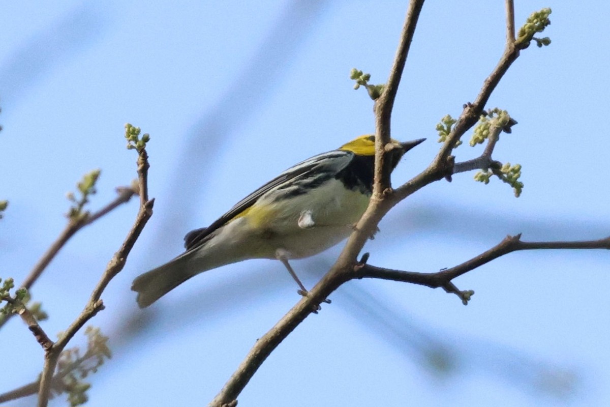 Black-throated Green Warbler - ML633170189