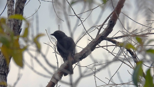 Chestnut-capped Piha - ML633170326