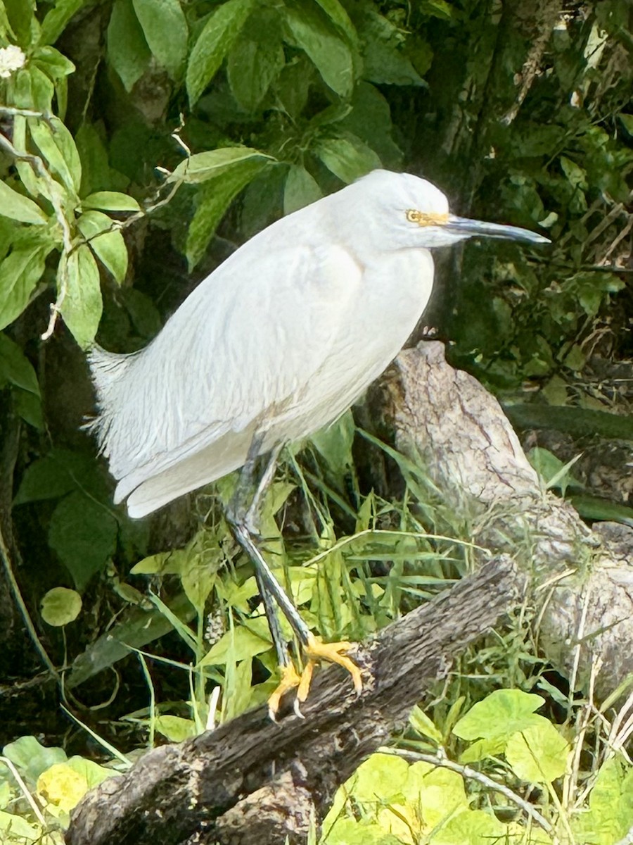 Snowy Egret - ML633170332