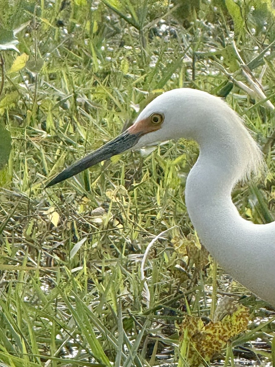 Snowy Egret - ML633170333