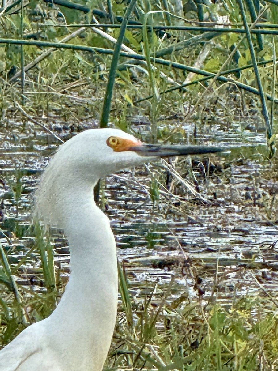 Snowy Egret - ML633170334