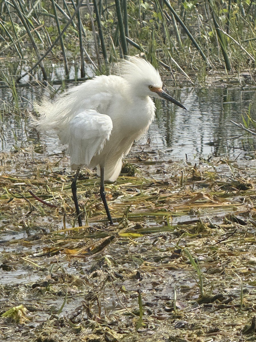 Snowy Egret - ML633170335