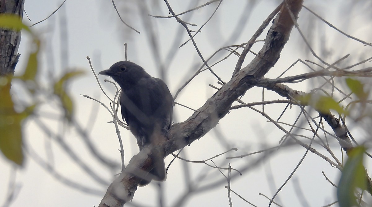 Chestnut-capped Piha - ML633170350