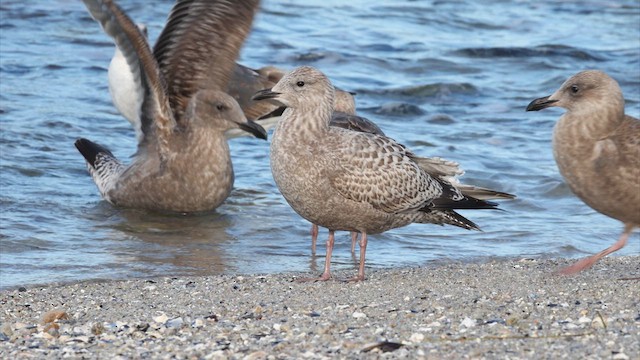 grønlandsmåke (thayeri) (eskimomåke) - ML633170497