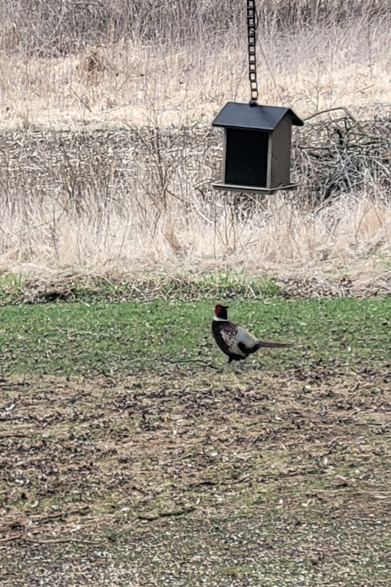 Ring-necked Pheasant - ML633170666