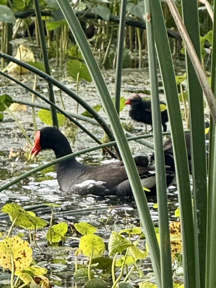 Common Gallinule - ML633170703