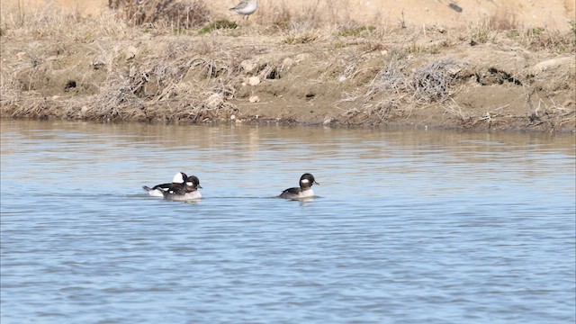 Bufflehead - ML633170771