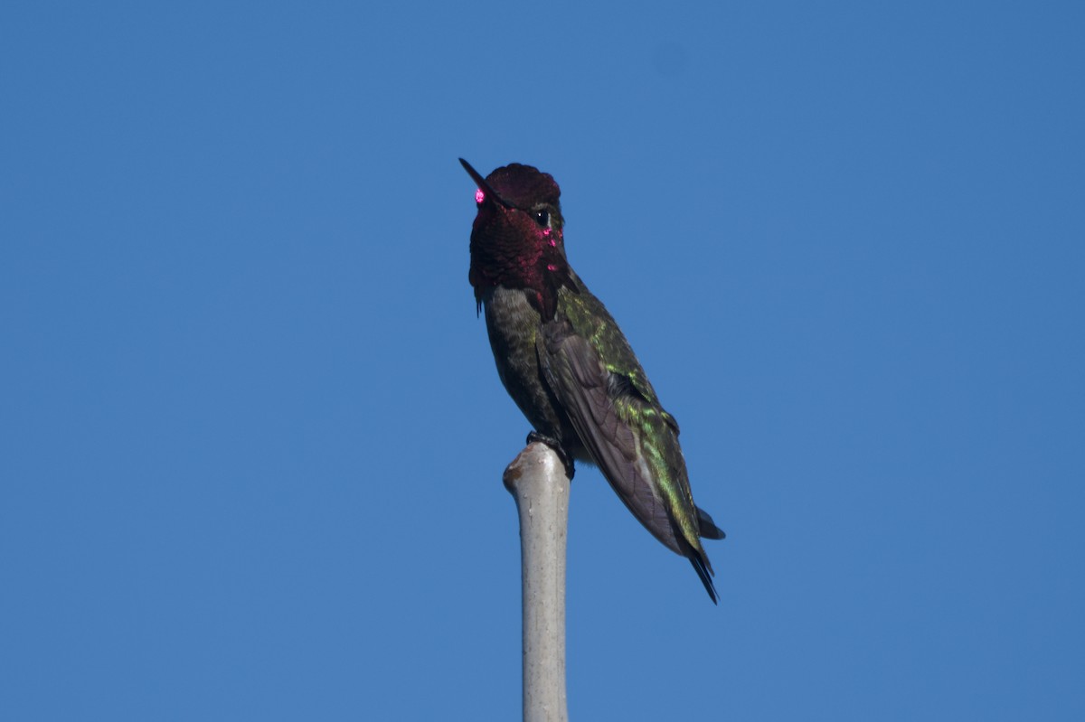 Anna's Hummingbird - ML633170855