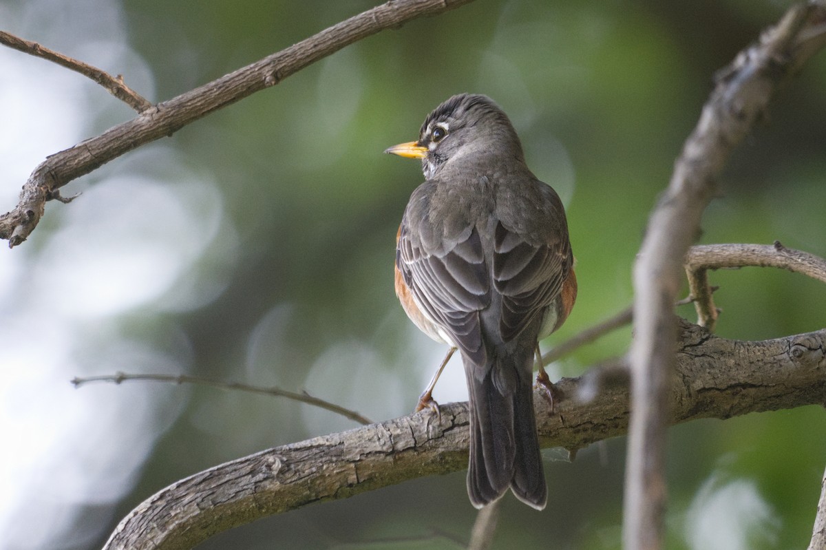 American Robin - ML633170891