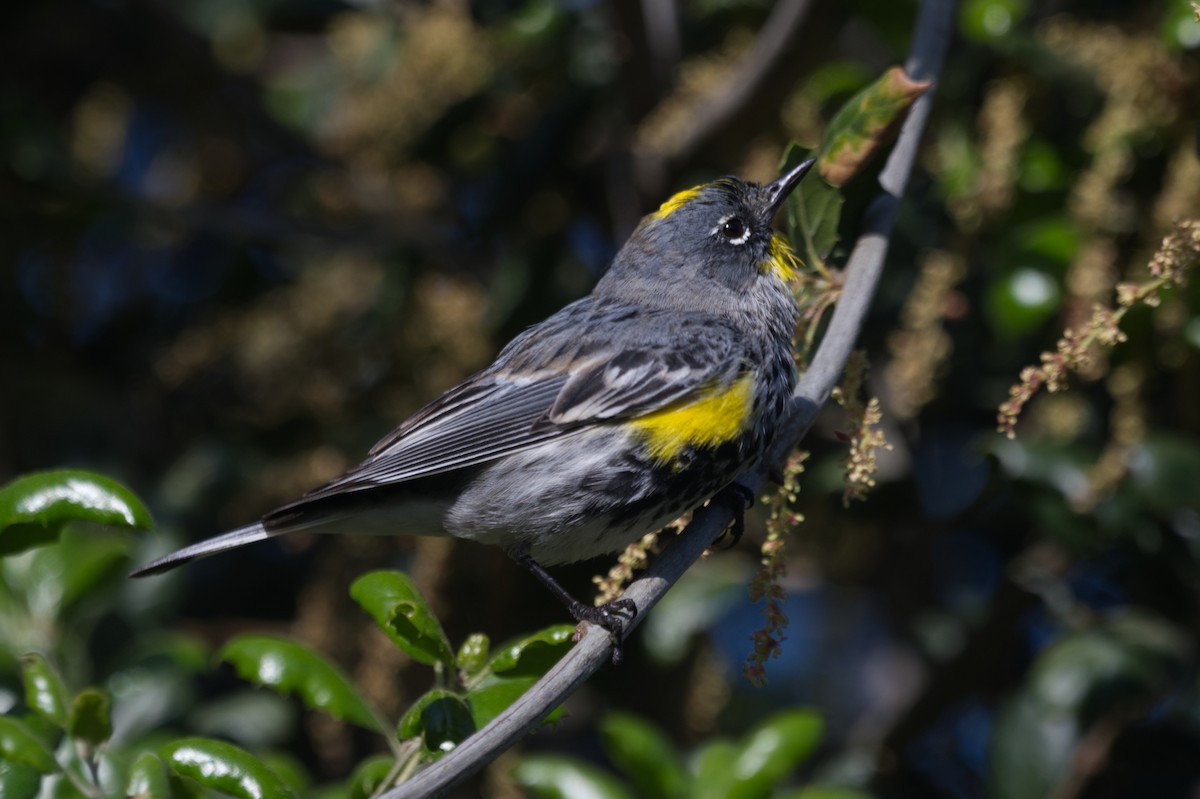 Yellow-rumped Warbler - ML633170916