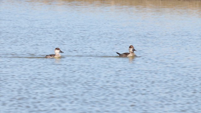 Ruddy Duck - ML633170925