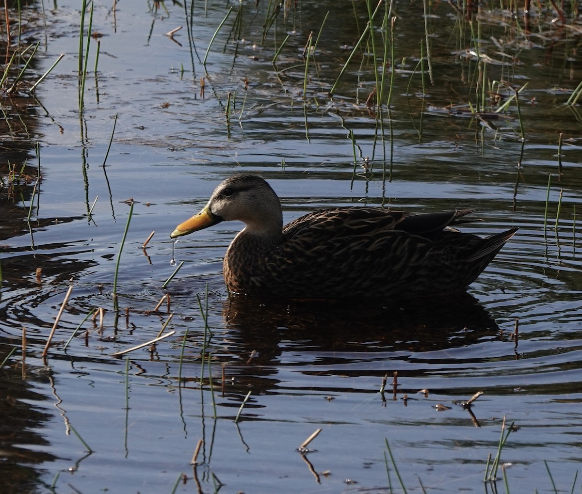 Mottled Duck - ML633170944