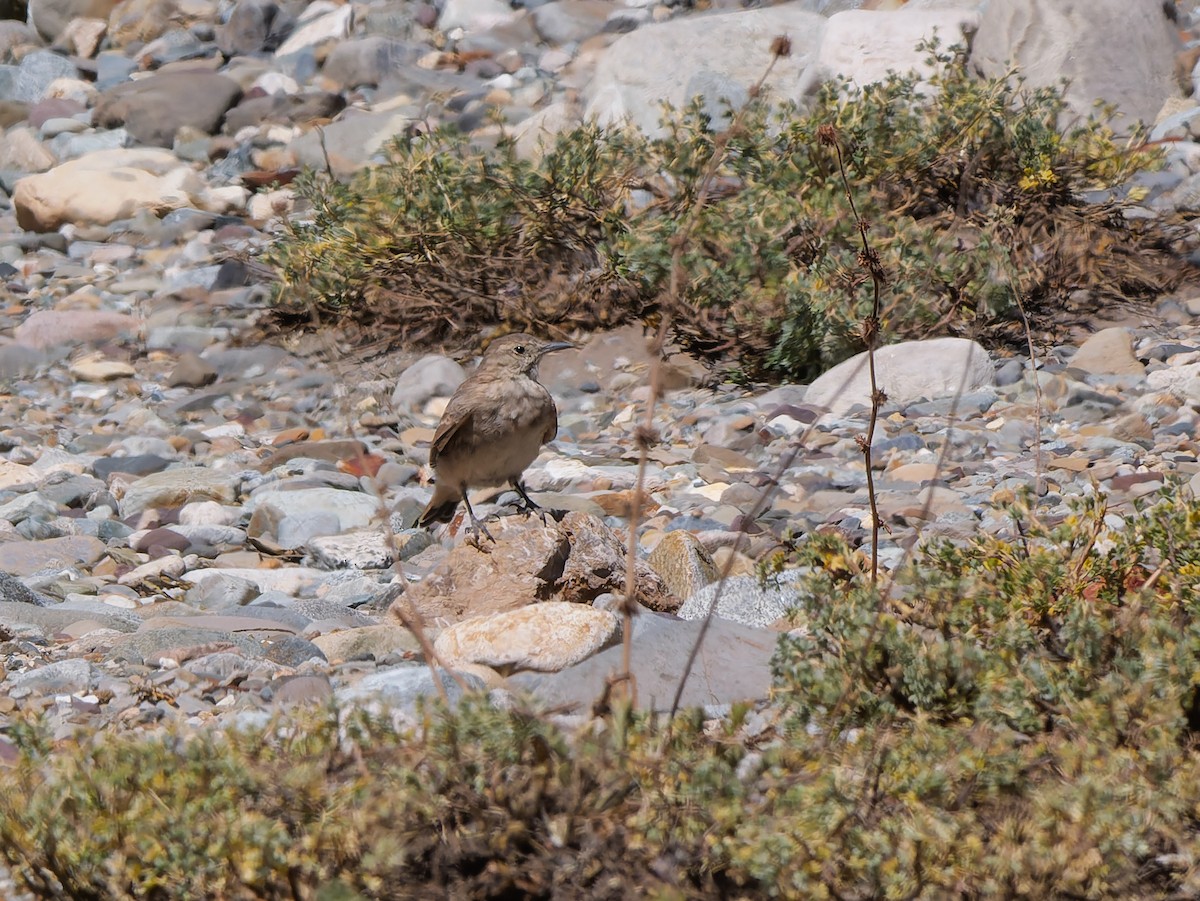 Creamy-rumped Miner - ML633171017