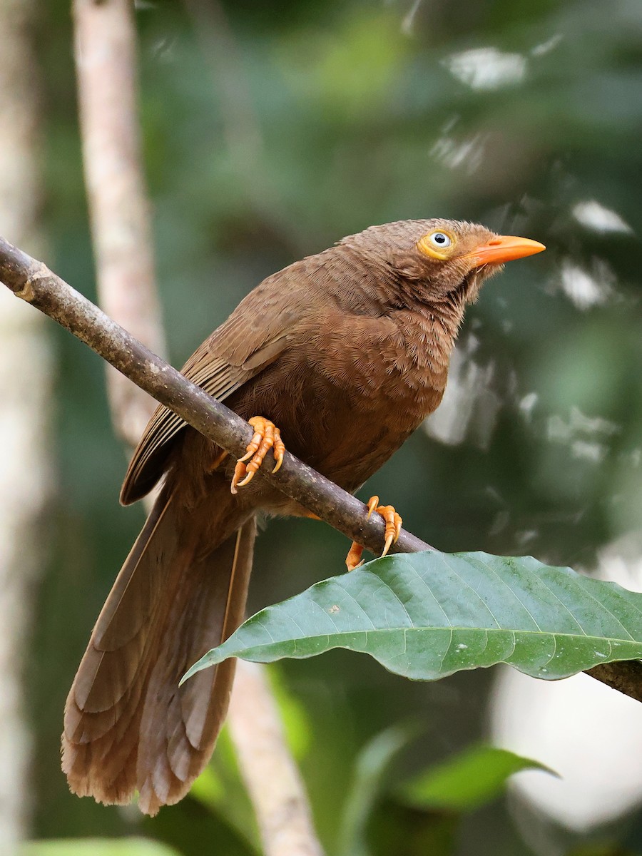Orange-billed Babbler - ML633171060