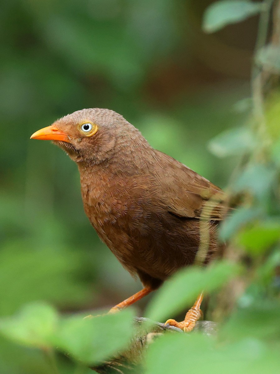 Orange-billed Babbler - ML633171061