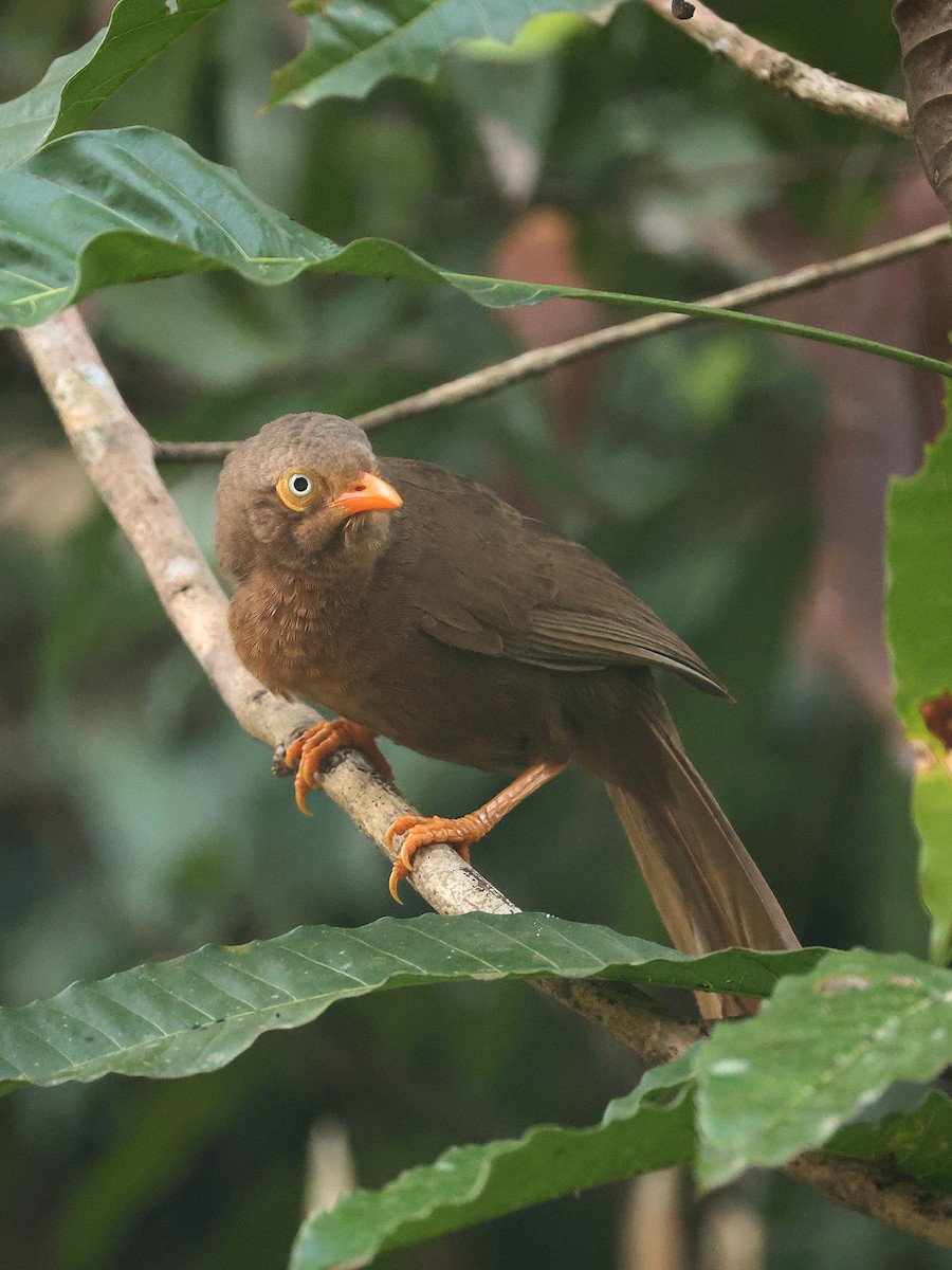 Orange-billed Babbler - ML633171062