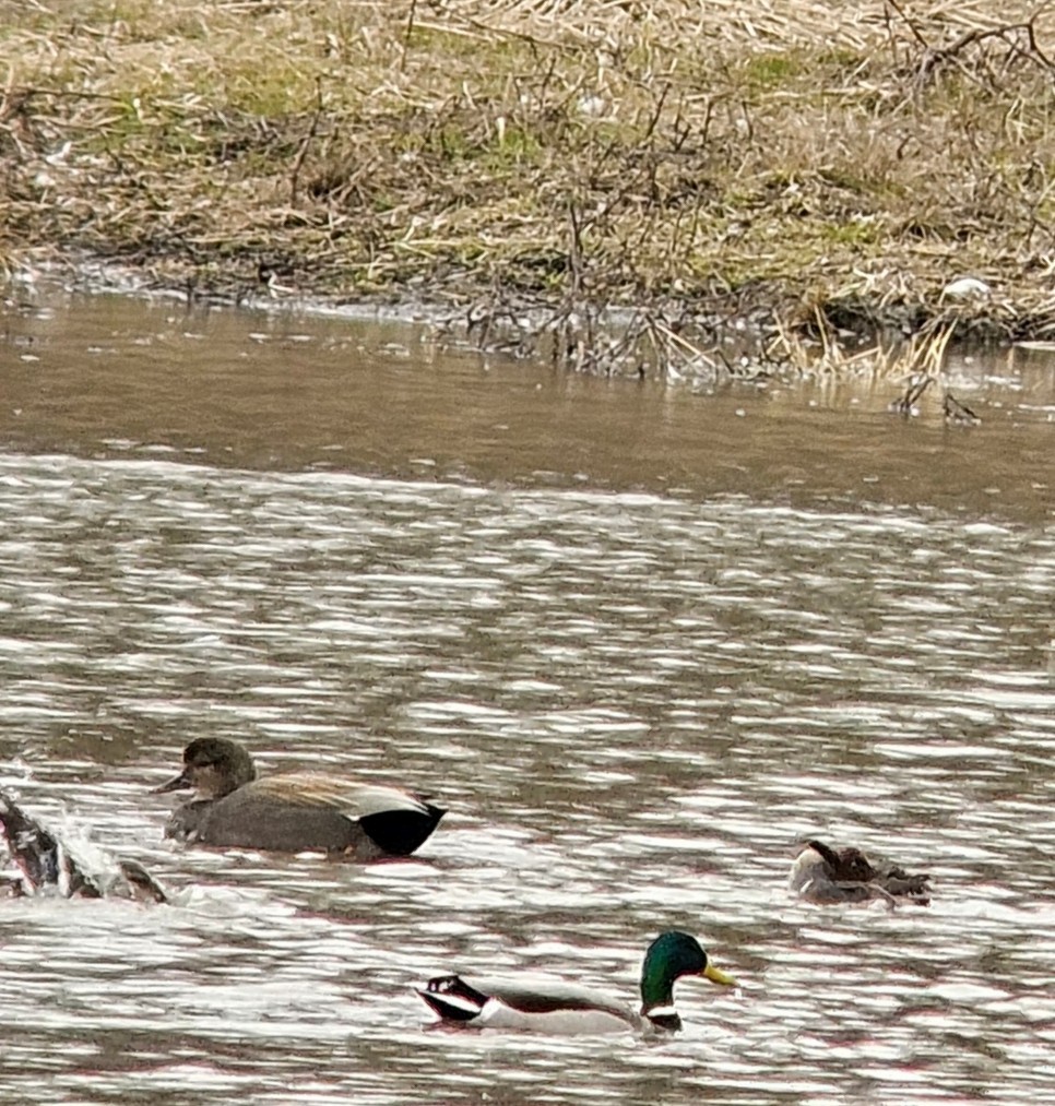 eBird Checklist - 4 Apr 2025 - CT River Drivers WMA - 5 species