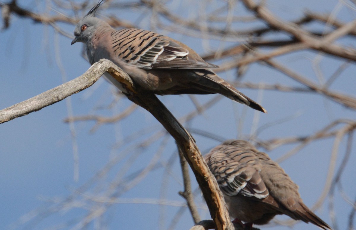 Crested Pigeon - ML633171114
