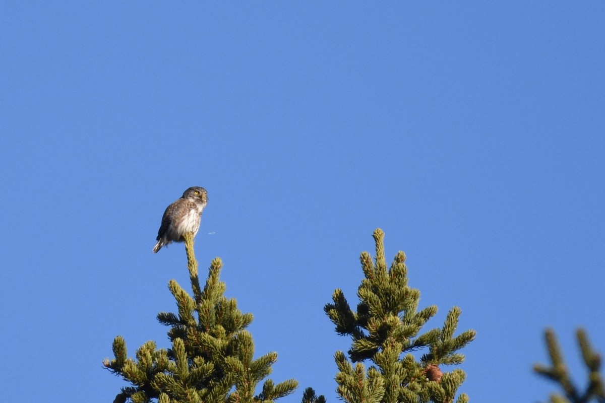 Eurasian Pygmy-Owl - ML633171201