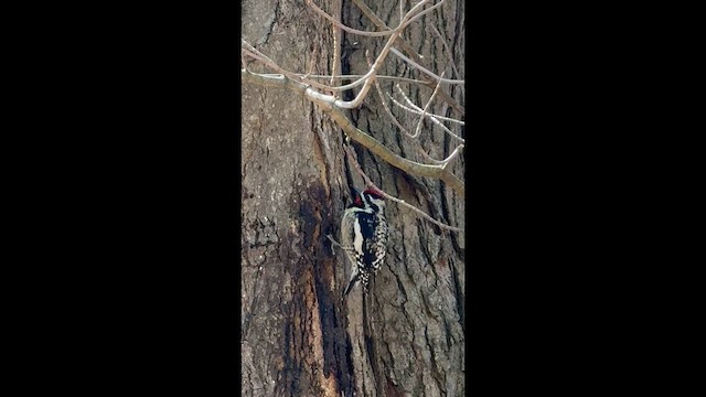 Yellow-bellied Sapsucker - ML633171345