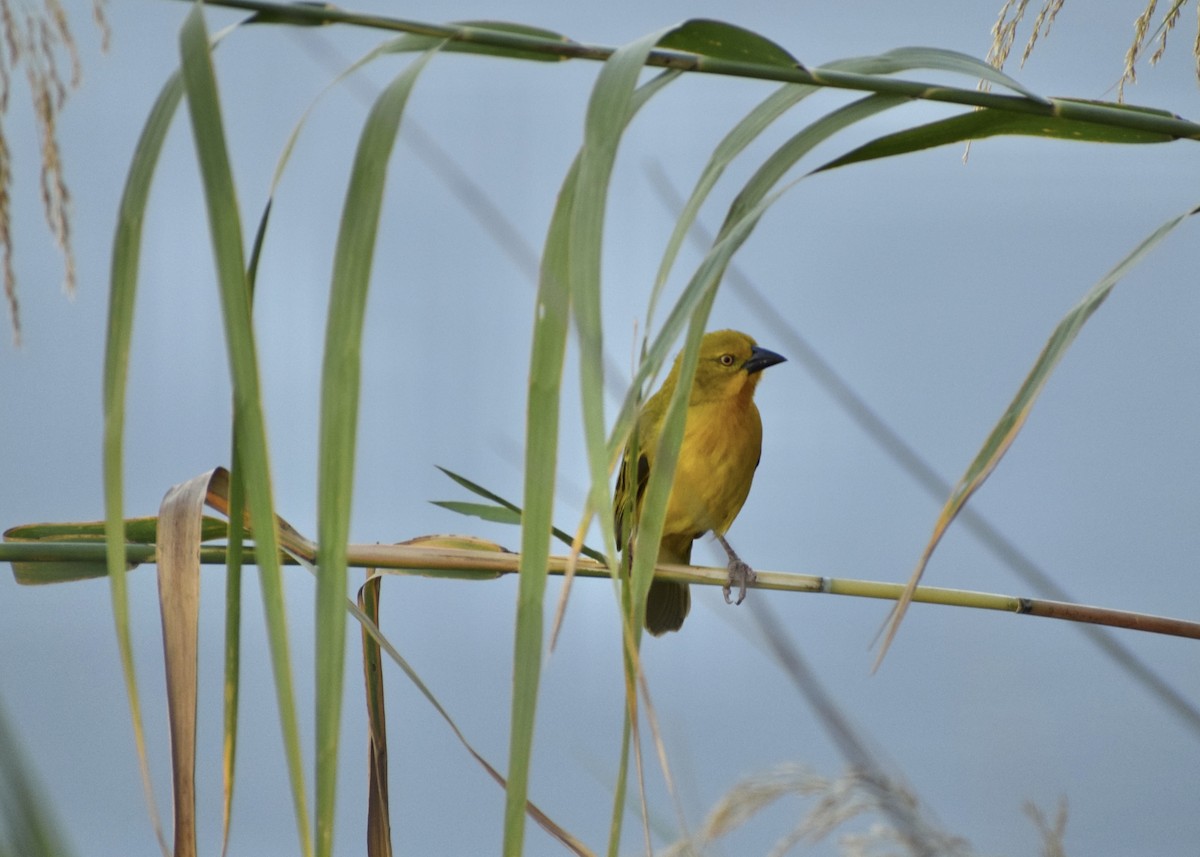 Holub's Golden-Weaver - ML633171508
