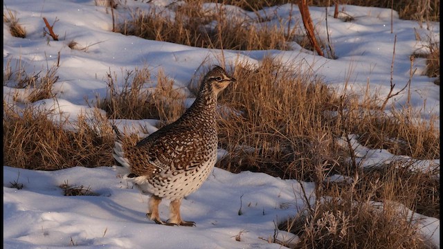 Sharp-tailed Grouse - ML633171566