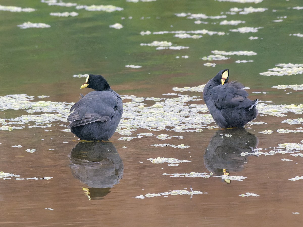 Red-gartered Coot - ML633171582