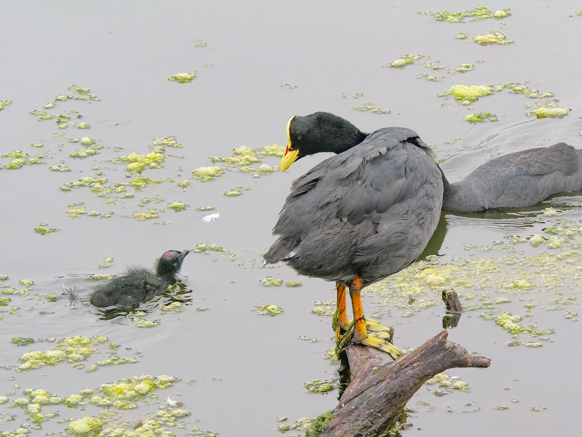 Red-gartered Coot - ML633171583