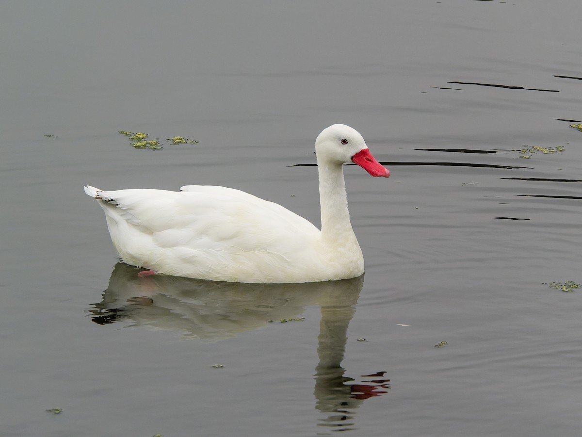 Coscoroba Swan - ML633171586