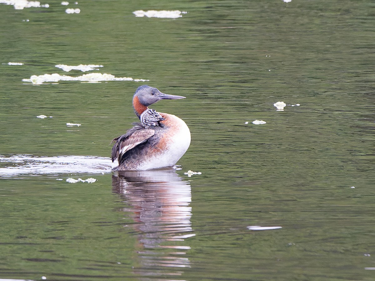 Great Grebe - ML633171595