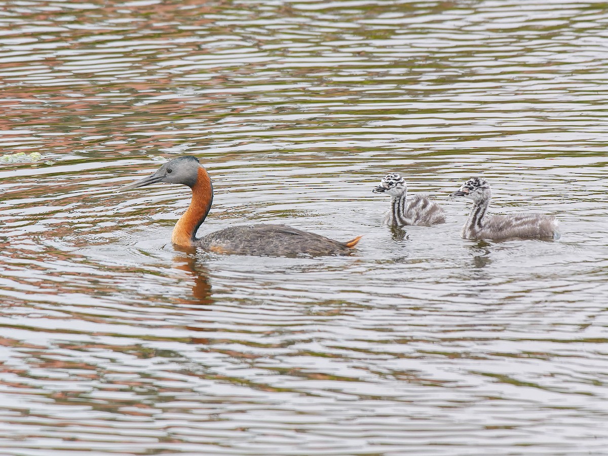 Great Grebe - ML633171596