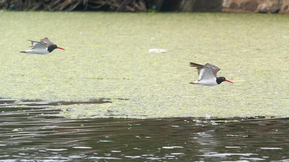 American Oystercatcher - ML633171603