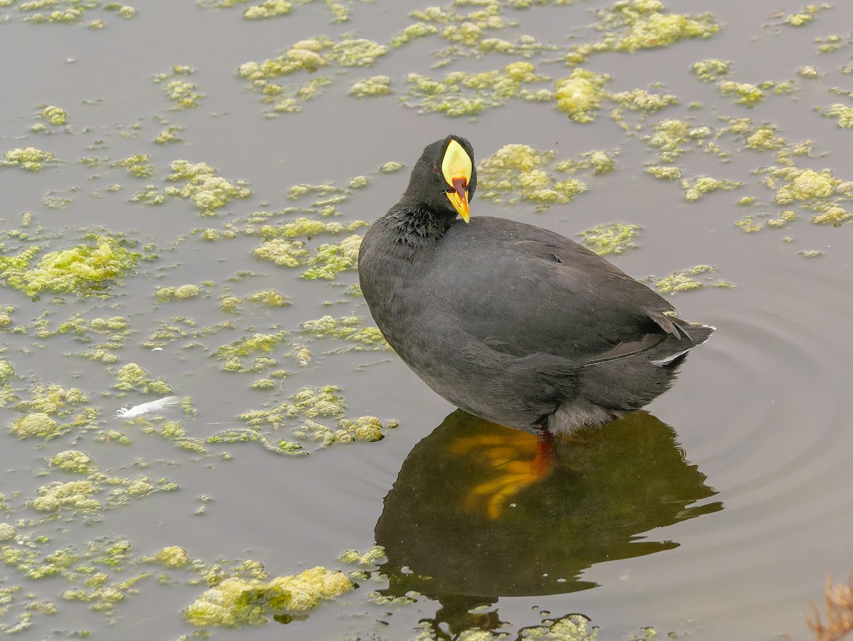 Red-gartered Coot - ML633171621