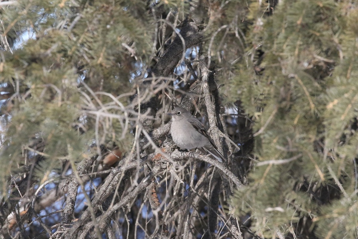 Townsend's Solitaire - ML633171664