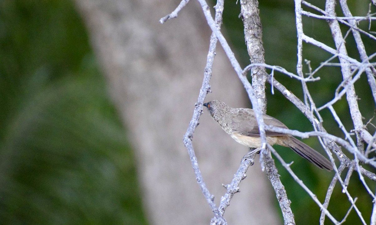 Arrow-marked Babbler - ML633171710