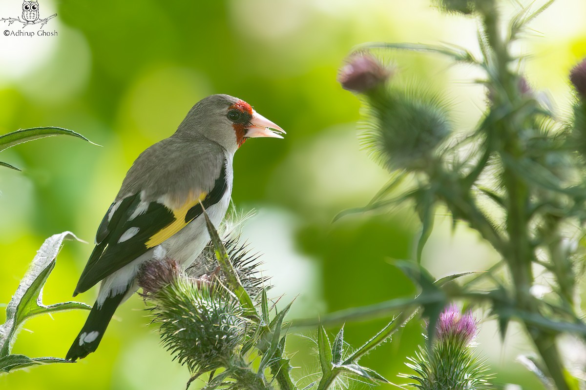 Саарал бужирга - ML633171724