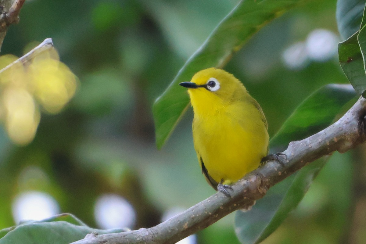 Green White-eye - ML633171742