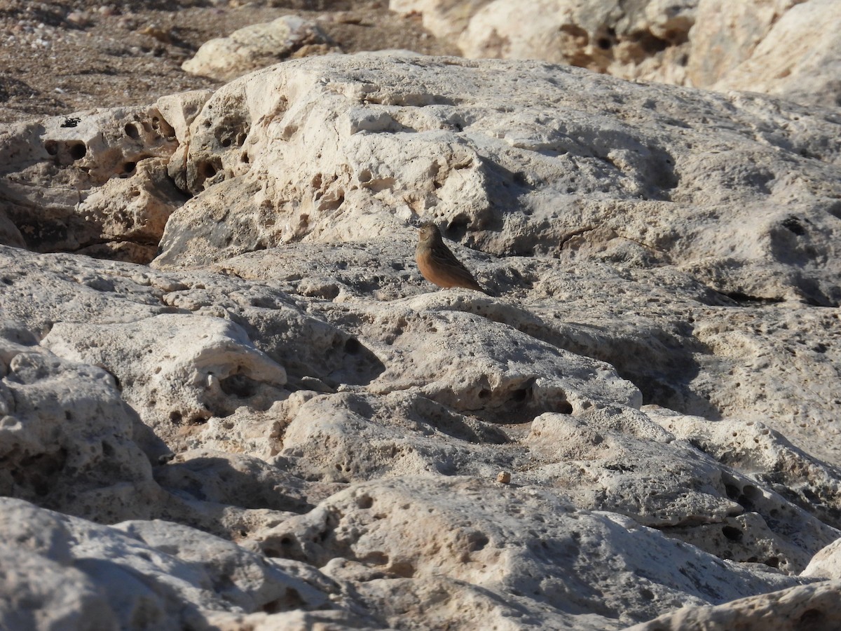 strnad šedokrký - ML633171758