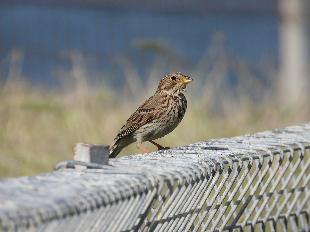 strnad luční - ML633171794