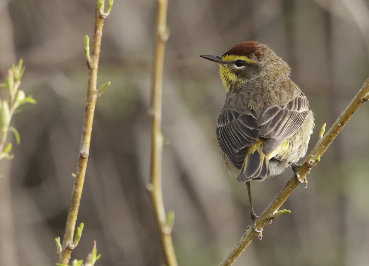 lesňáček bažinný - ML633171835
