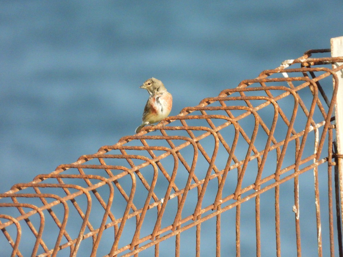 konopka obecná - ML633171845