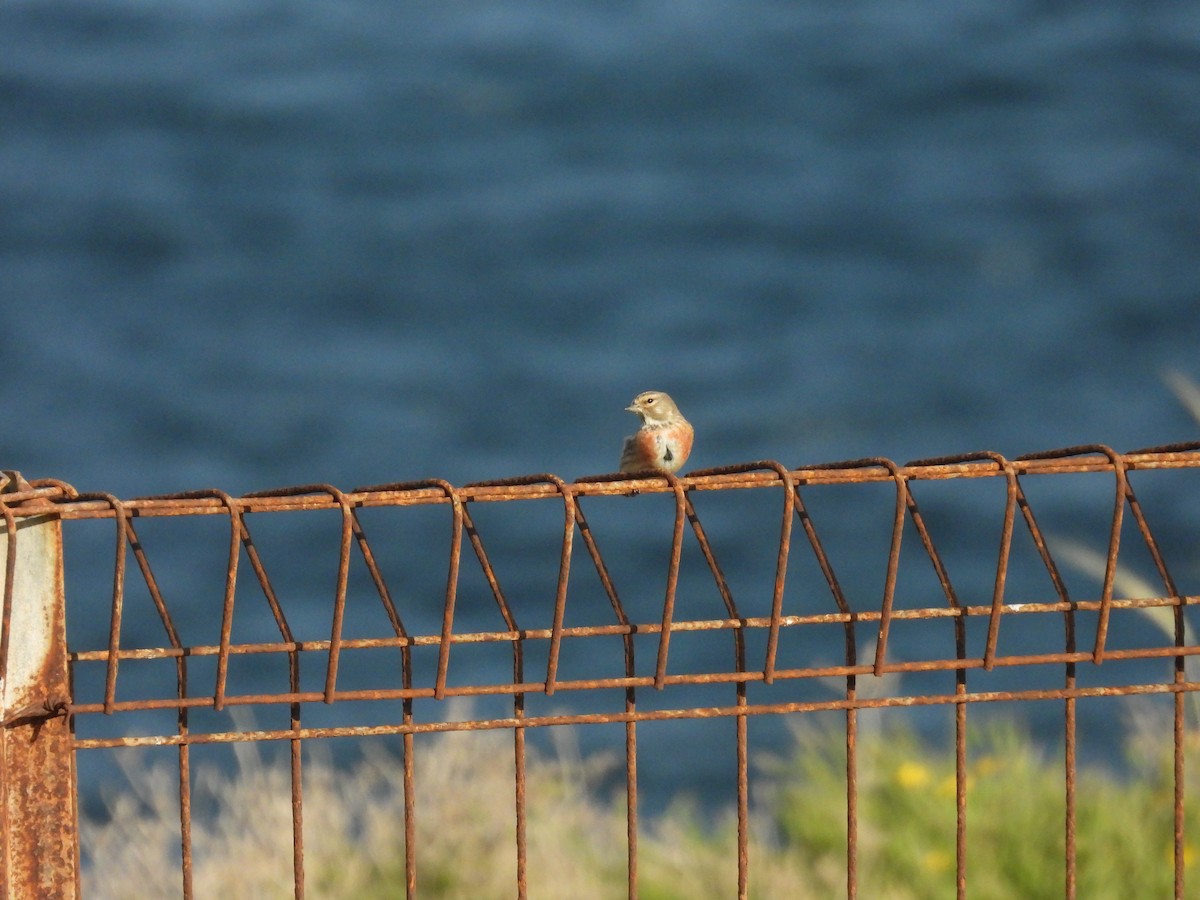 konopka obecná - ML633171849