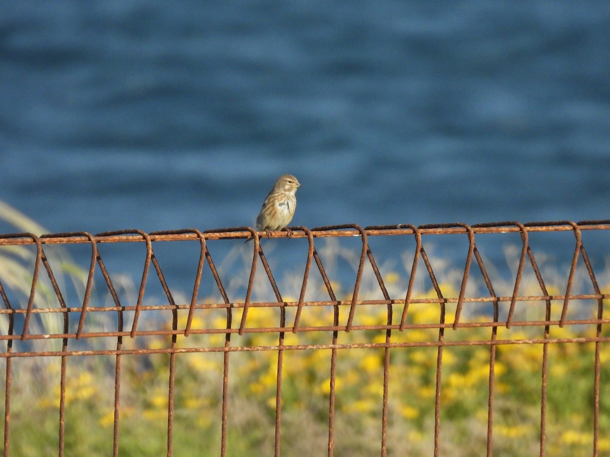 konopka obecná - ML633171861